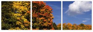 Jesenné stromy - obraz do bytu (Obraz 90x30cm)