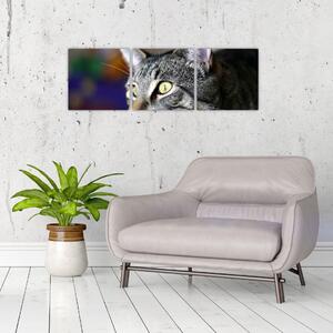 Mačka - obraz (Obraz 90x30cm)