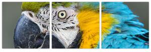 Papagáj - obraz (Obraz 90x30cm)