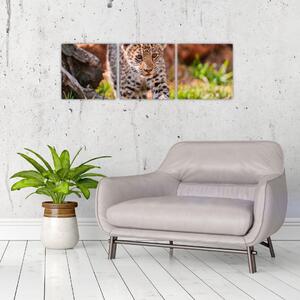 Mláďa leoparda - obraz do bytu (Obraz 90x30cm)