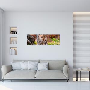 Mláďa leoparda - obraz do bytu (Obraz 90x30cm)