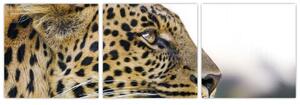 Leopard - obraz (Obraz 90x30cm)