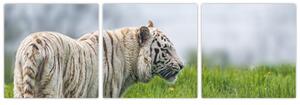 Tiger - obraz (Obraz 90x30cm)