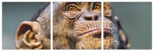 Opica - obrazy (Obraz 90x30cm)