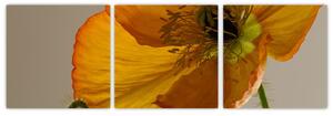 Žltý kvet - obraz (Obraz 90x30cm)