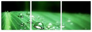 Kvapky vody - obraz (Obraz 90x30cm)