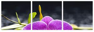 Kvet orchidey - obraz (Obraz 90x30cm)
