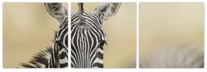 Zebra - obraz (Obraz 90x30cm)