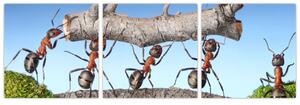 Obraz mravcov (Obraz 90x30cm)