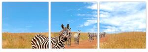 Zebra na ceste - obraz (Obraz 90x30cm)