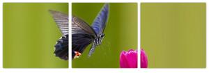 Motýľ - obraz (Obraz 90x30cm)