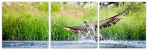Fotka loviaceho orla - obraz (Obraz 90x30cm)
