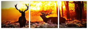 Fotka jeleňov - obraz (Obraz 90x30cm)