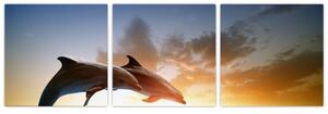 Delfíny - obraz (Obraz 90x30cm)