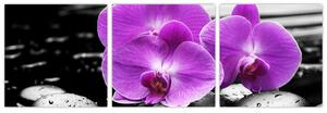 Obraz orchideí (Obraz 90x30cm)