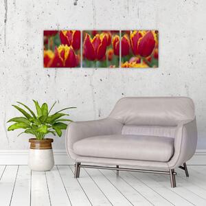 Tulipánové polia - obraz (Obraz 90x30cm)