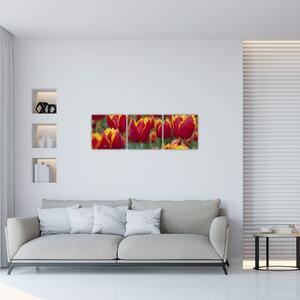 Tulipánové polia - obraz (Obraz 90x30cm)