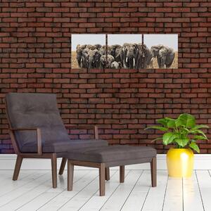 Stádo slonov - obraz (Obraz 90x30cm)