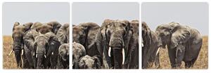 Stádo slonov - obraz (Obraz 90x30cm)