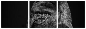 Obraz opice (Obraz 90x30cm)