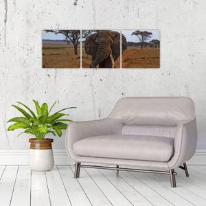 Obraz slona (Obraz 90x30cm)