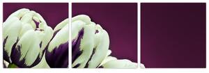 Makro tulipánov - obraz (Obraz 90x30cm)