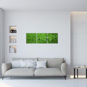 Detail trávy - obraz (Obraz 90x30cm)