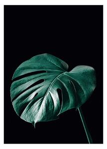 Plagát Dark Monstera