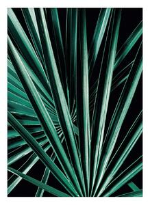 Plagát Dark Palm Tree