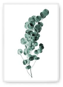 Plagát Eucalyptus Emerald Green
