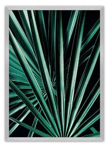 Plagát Dark Palm Tree