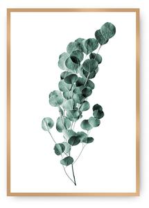 Plagát Eucalyptus Emerald Green