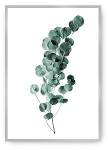 Plagát Eucalyptus Emerald Green