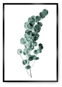 Plagát Eucalyptus Emerald Green