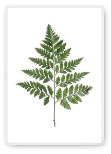 Plagát Fern Green