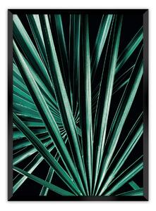 Plagát Dark Palm Tree