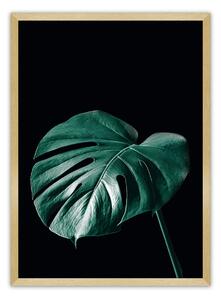 Plagát Dark Monstera
