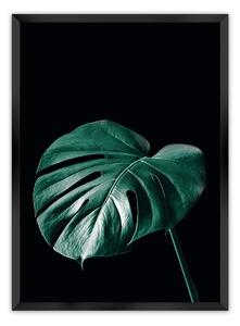 Plagát Dark Monstera