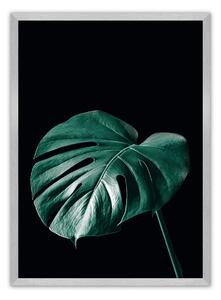 Plagát Dark Monstera