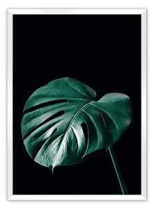 Plagát Dark Monstera