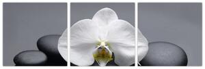 Kvet orchidey - moderný obraz (Obraz 90x30cm)