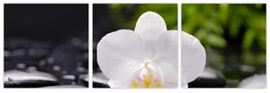 Fotka kvetu orchidey - obraz autá (Obraz 90x30cm)
