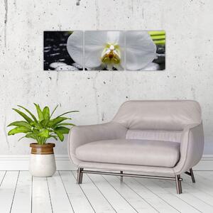 Kvet orchidey - obraz na stenu (Obraz 90x30cm)