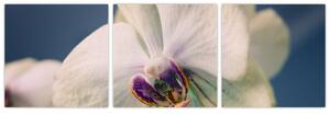 Obraz orchidey (Obraz 90x30cm)