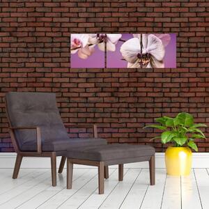 Moderné obrazy - orchidea (Obraz 90x30cm)