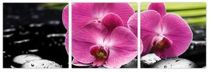 Fotka orchidey (Obraz 90x30cm)