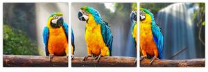 Obraz - papagáje (Obraz 90x30cm)