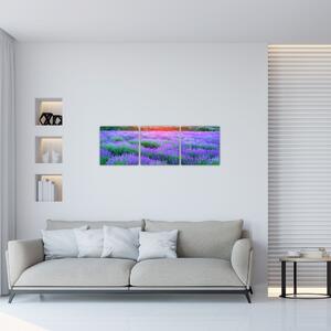 Obraz levanduľového pole (Obraz 90x30cm)