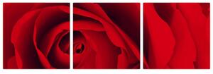 Detail červené ruže - obraz (Obraz 90x30cm)