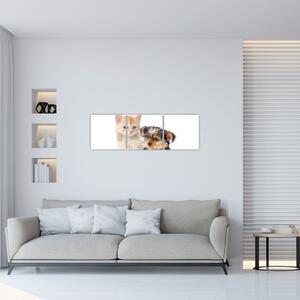 Mačiatko a šteňa - obraz (Obraz 90x30cm)